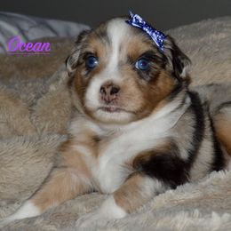 Ocean - Blue merle Miniature Australian Shepherd puppy in Post Falls, Idaho from Puppy Love Inland Northwest