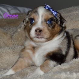 Ocean - Blue merle Miniature Australian Shepherd puppy in Post Falls, Idaho from Puppy Love Inland Northwest