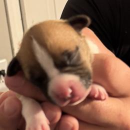 American Staffordshire Terriers from Two Bridges AmStaffs