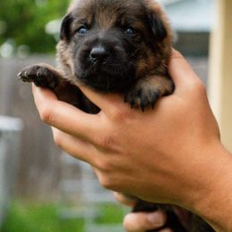 Boy 3 - German Shepherd puppy in Tamiami, Florida from Vom MontHaus