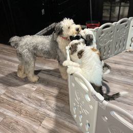 Old English Sheepdog, Poodle, and Sheepadoodle Puppies from Love Tallulah Sheepadoodles LLC