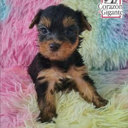 Bruce Banner - Black and gold male Yorkshire Terrier puppy in California from Corazon de gigante