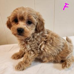 Buttercup - Fawn female Companion Cross puppy in Richmond, Missouri from Natalie's Happy Fur Paw's
