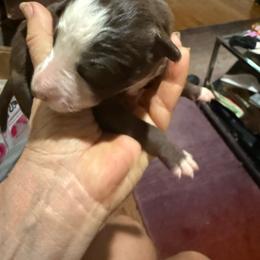 Red and white boy 1 - Red male Border Collie puppy in Jackson, New Jersey from NJ Bees BC