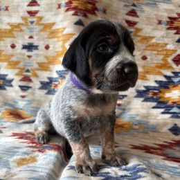 Gracie - Blue ticked and tan female Bluetick Coonhound puppy in Mount Pleasant, Texas from Harmons Hounds
