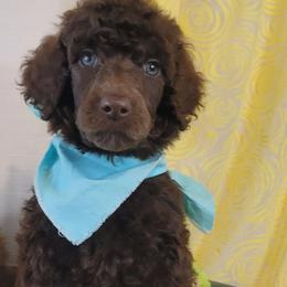 Poodle Puppies from BellCoop Ranch