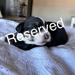 Theodore - Tri-color male Bernedoodle puppy in Salina, Oklahoma from Hudson Shore Bernedoodles