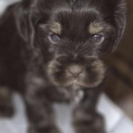 Lucky - Chocolate and tan male Yorkshire Terrier puppy in Providence, Rhode Island from E&A Pets LLC