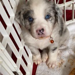 Australian Shepherd Puppies from Kent island Aussies
