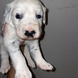 Dalmatian Puppies from Clarks 101 Dalmatians