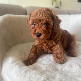 Toffe - Red male Maltipoo puppy in San Diego, California from Maltipoos SD