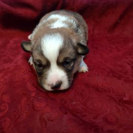 Pembroke Welsh Corgi Puppies from Jan's Pembroke Welsh Corgis