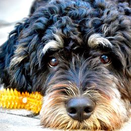 Bernedoodle All Grown Up from Sweetheart Doodles