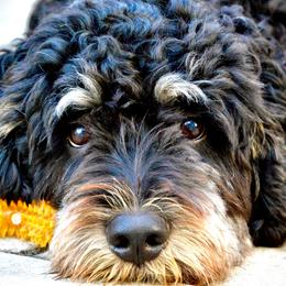 Bernedoodle All Grown Up from Sweetheart Doodles