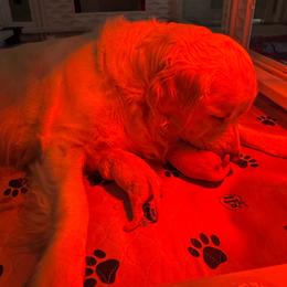 Charlie - Light golden male Golden Retriever puppy in Benson, North Carolina from Mule City Kennels