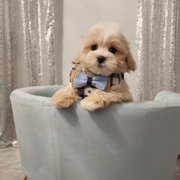 Cavapoo, Maltese, Maltipoo, and Poodle Puppies from Mt.BakerPoodles&Doodles