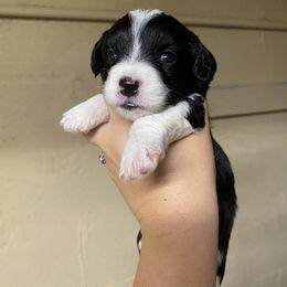 Aussiedoodle Puppies from Arizona Lane Doodles