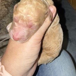Grey Collar - Red  male Goldendoodle puppy in Winchester, Tennessee from Mahaffey’s Doodles