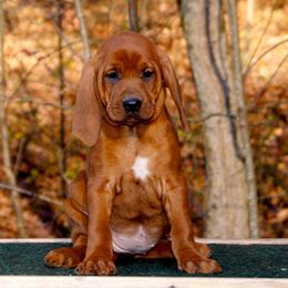 Bluetick Coonhounds and Redbone Coonhounds from Anlon Kennels