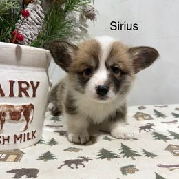 Sirius - Sable male Pembroke Welsh Corgi puppy in Waverly, Iowa from A Hurd of Corgis