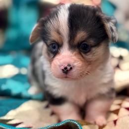 Boy 1 - Blue male Pembroke Welsh Corgi puppy in Beggs, Oklahoma from Blue Diamond Corgi’s