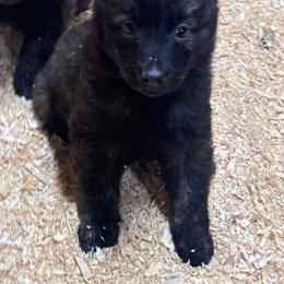 AKC girl purple - Gold brindle female Dutch Shepherd puppy in Hastings, Minnesota from Century Hills Farm