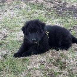 Puma Yellow black female - Black female German Shepherd puppy in Herrick, South Dakota from Dakota Shepherds Kennels