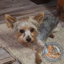 Sgt. Pepper - Yorkshire Terrier