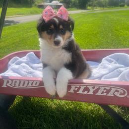 Angelica Pickles - Black white and tan female Collie puppy in Chilhowie, Virginia from Jolly Collies