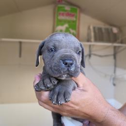 Girl 1 - Gray female Cane Corso puppy in Kaufman, Texas from Phantom Corsos