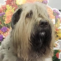Bouvier des Flandres Puppies from Julie Smith