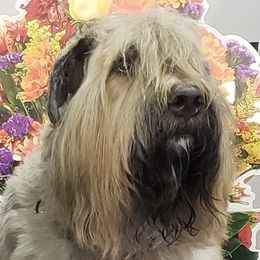 Bouvier des Flandres Puppies from Julie Smith
