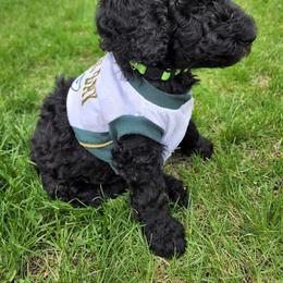 Poodle Puppies from Mn Poodles with Standards