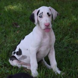 Harlequin show marked - Harlequin female Great Dane puppy in Golconda, Illinois from Breken Great Danes