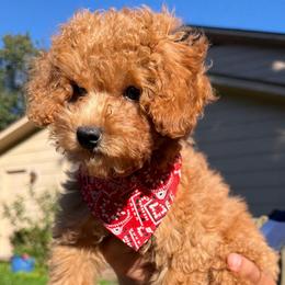 Sunny - Red  female Poodle puppy in Chattanooga, Tennessee from Joyfull Pals