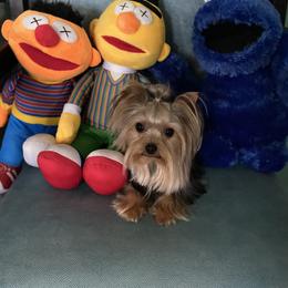 Yorkshire Terrier All Grown Up from Akc Quality Yorkies