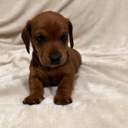 Bruce - Red male Dachshund puppy in Aubrey, Texas from Mims Mini Dachshunds