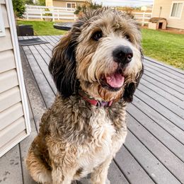 Bernedoodles and Goldendoodles from Best Quality Doodles