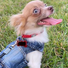 Kiwi - Chihuahua