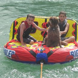 Wirehaired Pointing Griffon All Grown Up from Ear Mountain Griffons