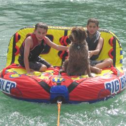 Wirehaired Pointing Griffon All Grown Up from Ear Mountain Griffons