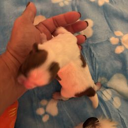 Ollie - Black and white male Shih Tzu puppy in Ocala, Florida from Yorkie  And Shih Tzu Love