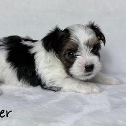 Tigger - Black tan and white male Biewer Terrier puppy in Cartersville, Georgia from Alpha Tiny Paws