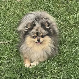 Athena - Pomeranian