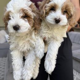 Cavapoo Puppies from Rosie’s Pups
