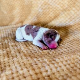 Poppy - Merle female Labradoodle puppy in Elizabeth City, North Carolina from Howdy Doodles