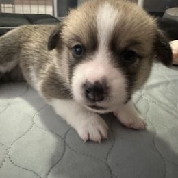 Pembroke Welsh Corgi Puppies from Temperance Farm Corgis