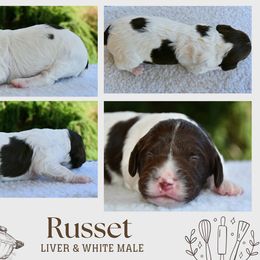 Russet - Liver and white male Brittany puppy in Hollidaysburg, Pennsylvania from Royal Flush Farms