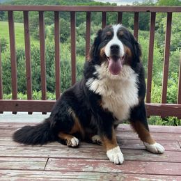 Indie - Bernese Mountain Dog