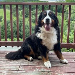 Indie - Bernese Mountain Dog